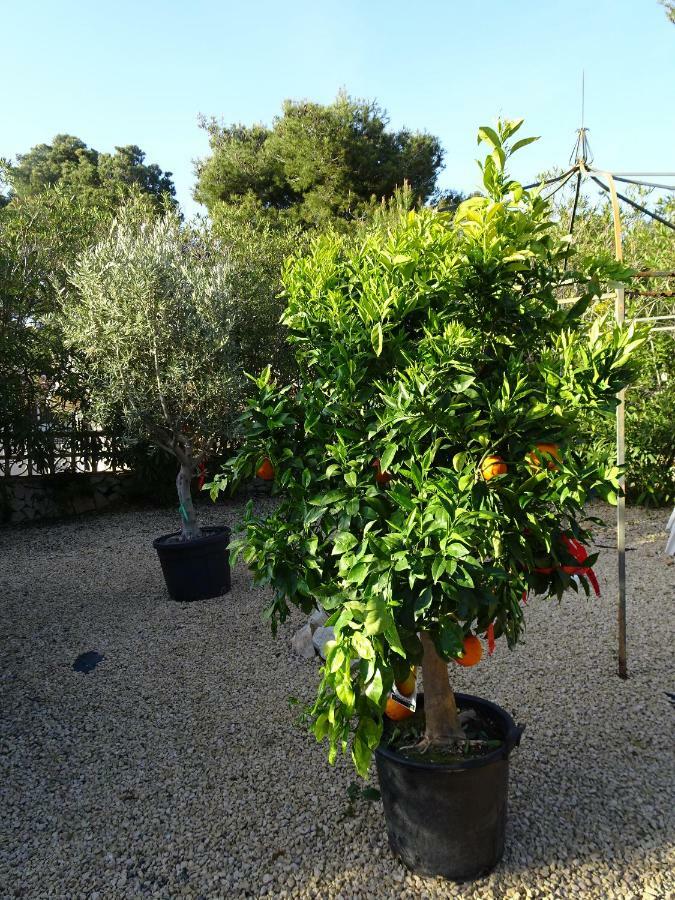 Casa Andaluz Holiday Villa Jávea Eksteriør bilde